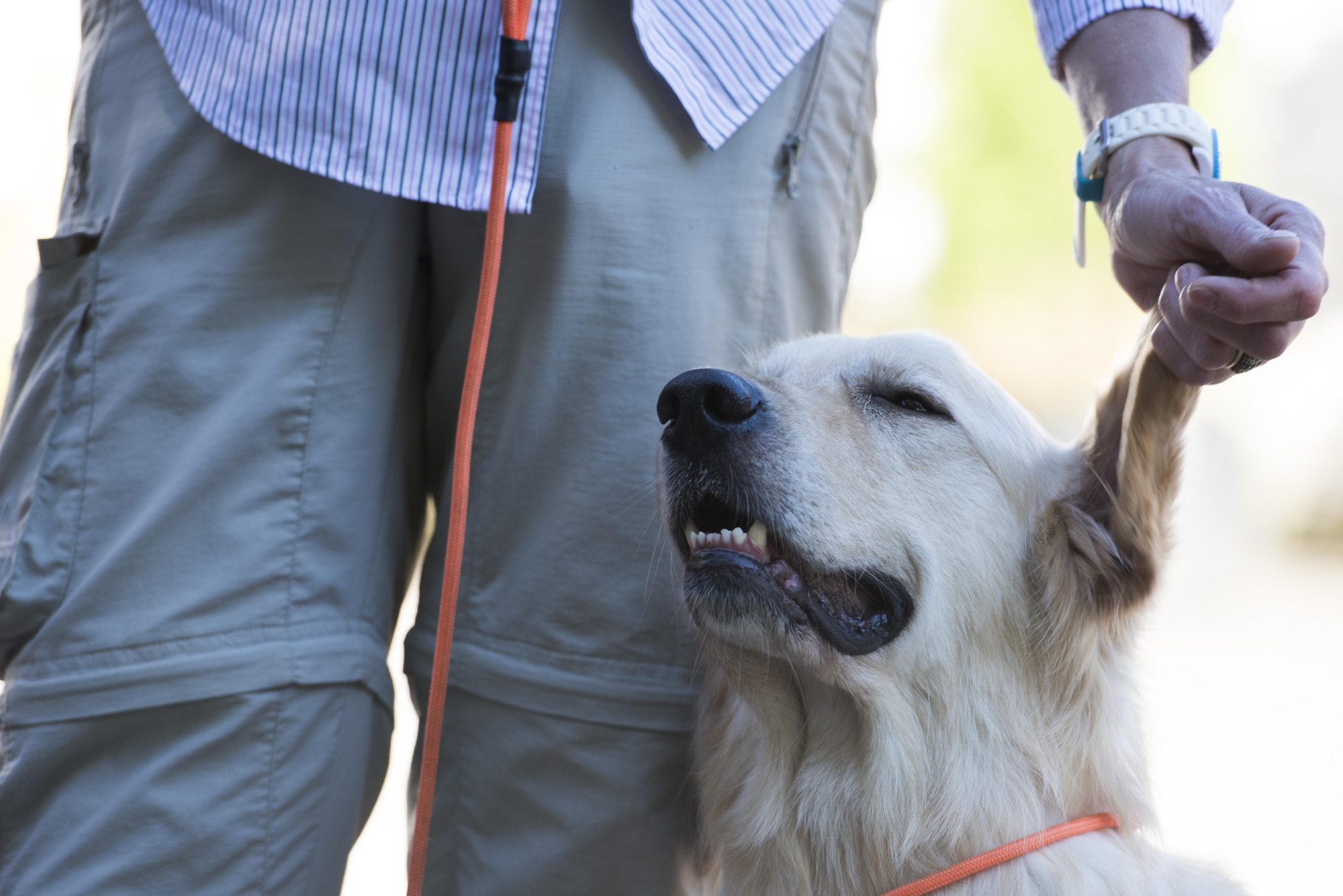 Marina Dahinten, a veteran service dog trainer and volunteer, pets her assistance dog Todd during a service dog demonstration held in Kaiserslautern, Germany, Oct. 14, 2017.  Dahinten trains with Todd regularly to continually grow their partnership. (U.S. Air Force photo by Airman 1st Class Devin M. Rumbaugh)