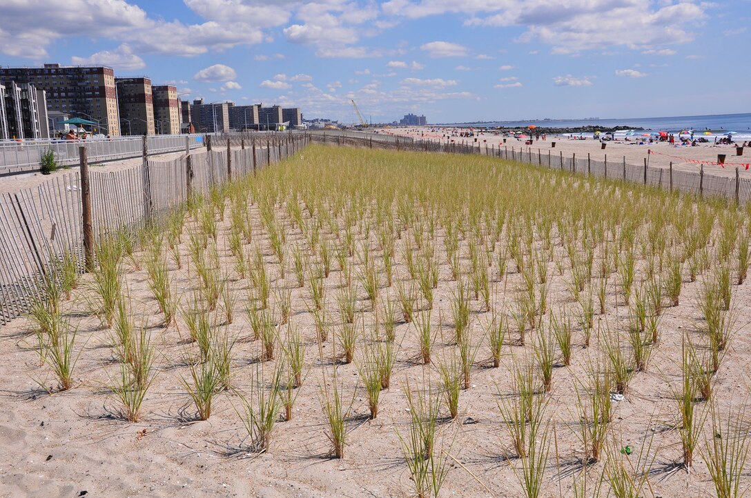Rockaway Queens. Dune grass was planted to help strengthen the resiliency of it coastal storm risk reduction project in