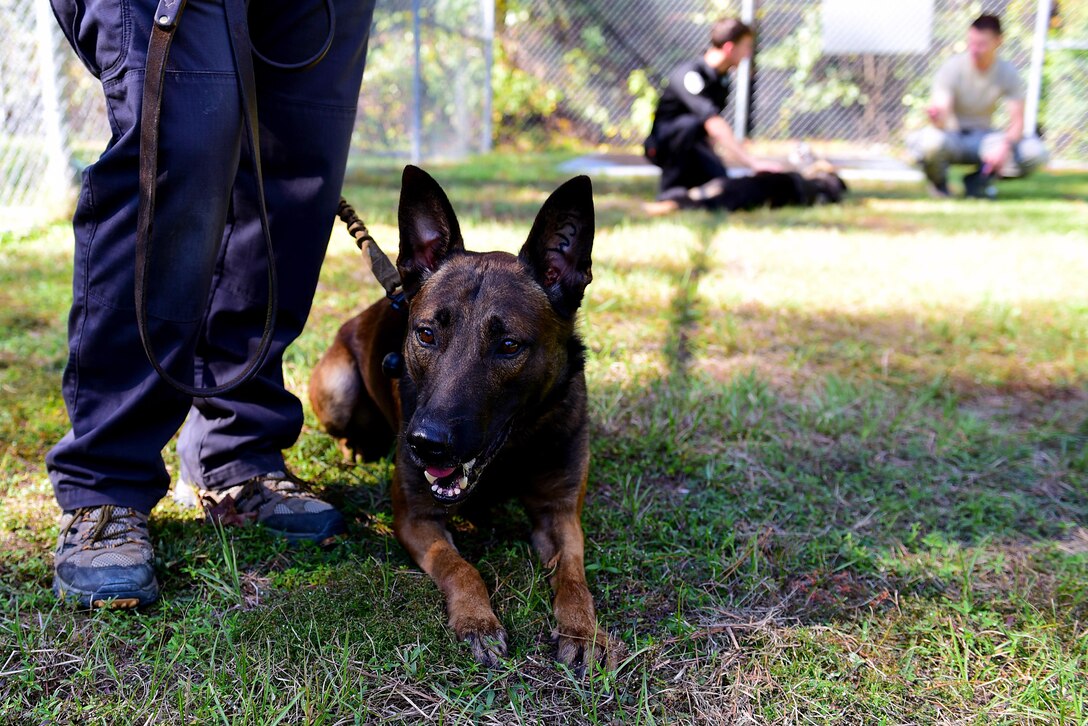 UUriah, 2nd Law Enforcement Battalion patrol explosive detection dog, relaxes before competing in the “Hardest Hit” contest during the East Coast Iron Dog competition, Oct. 25, 2017, at Seymour Johnson Air Force Base, North Carolina. The competition consisted of a narcotics and explosive detection contest, high-risk patrol scenario with tactical movements, hardest-hitting dog contest, and 2-mile endurance run. (U.S. Air Force photo by Airman 1st Class Kenneth Boyton)