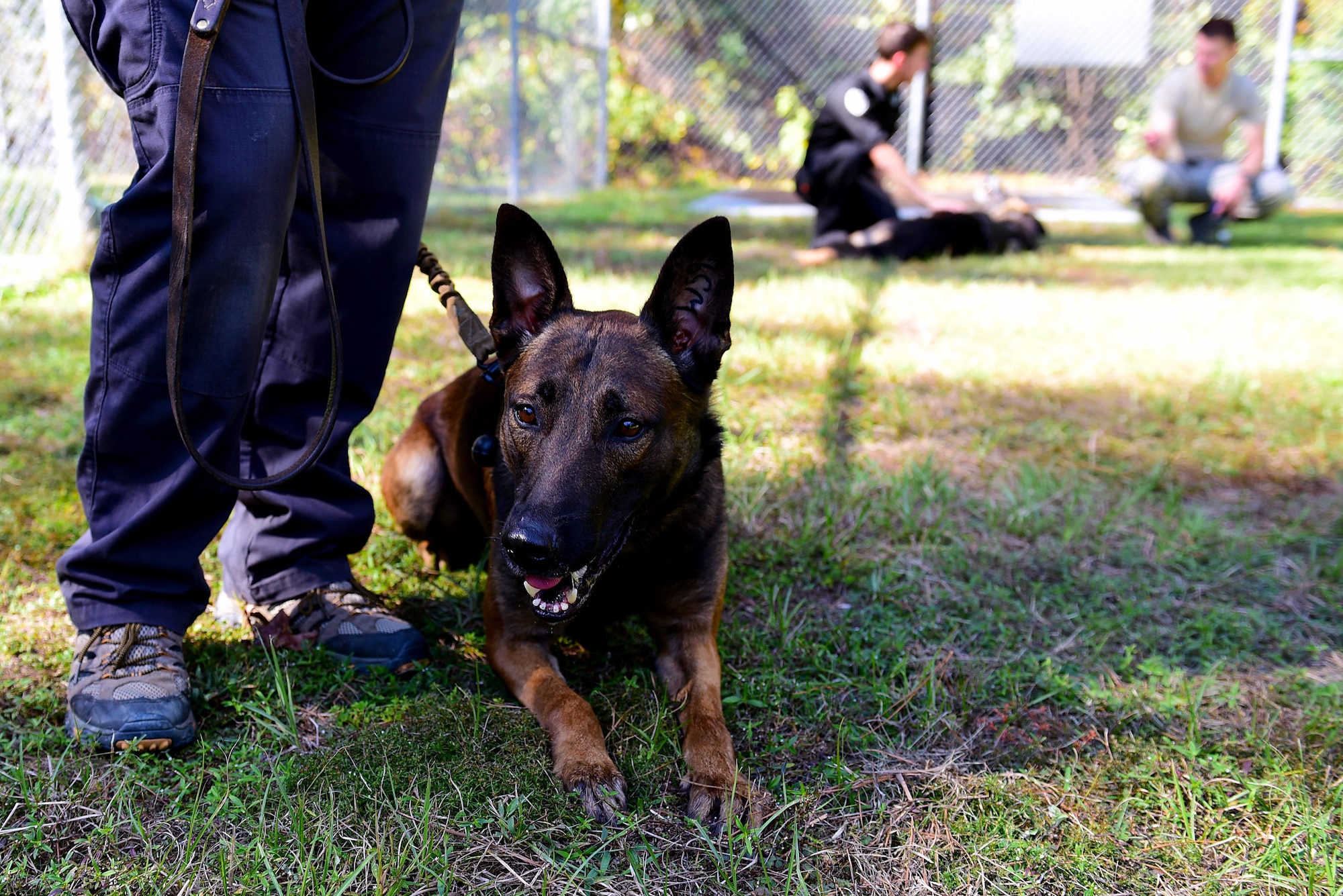 UUriah, 2nd Law Enforcement Battalion patrol explosive detection dog, relaxes before competing in the “Hardest Hit” contest during the East Coast Iron Dog competition, Oct. 25, 2017, at Seymour Johnson Air Force Base, North Carolina. The competition consisted of a narcotics and explosive detection contest, high-risk patrol scenario with tactical movements, hardest-hitting dog contest, and 2-mile endurance run. (U.S. Air Force photo by Airman 1st Class Kenneth Boyton)