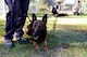 UUriah, 2nd Law Enforcement Battalion patrol explosive detection dog, relaxes before competing in the “Hardest Hit” contest during the East Coast Iron Dog competition, Oct. 25, 2017, at Seymour Johnson Air Force Base, North Carolina. The competition consisted of a narcotics and explosive detection contest, high-risk patrol scenario with tactical movements, hardest-hitting dog contest, and 2-mile endurance run. (U.S. Air Force photo by Airman 1st Class Kenneth Boyton)