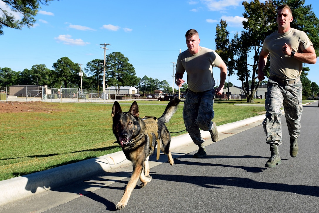 Miko, 4th Security Forces Squadron military working dog, Senior Airman Preston Pearce, 4th SFS MWD handler, center, and Staff Sgt. Austin Craven, 4th SFS MWD trainer, right, embark on a 2-mile run during the last portion of the East Coast Iron Dog competition, Oct. 25, 2017, at Seymour Johnson Air Force Base, North Carolina. The competition consisted of a narcotics and explosive detection contest, high-risk patrol scenario with tactical movements, hardest-hitting dog contest, and ended with a 2-mile endurance run. (U.S. Air Force photo by Airman 1st Class Kenneth Boyton)
