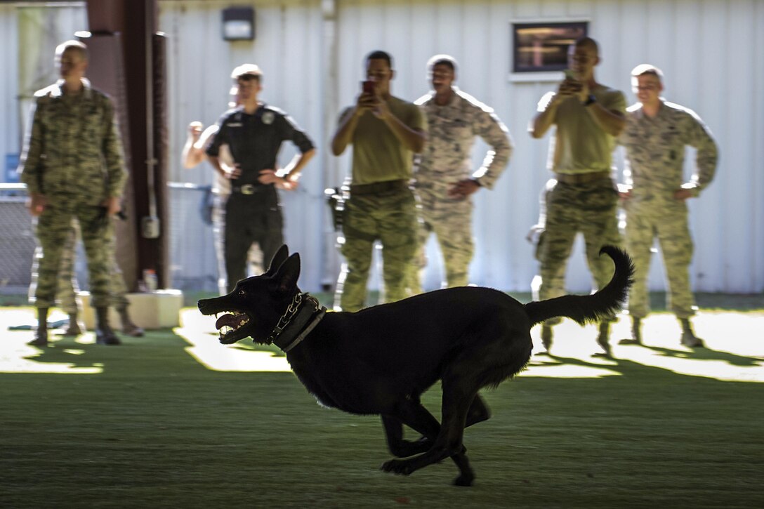 A dog with his mouth open and tongue curled inside runs as service members watch him.