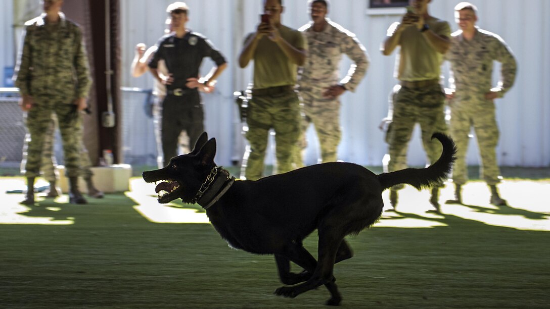 A dog with his mouth open and tongue curled inside runs as a service members watch him.
