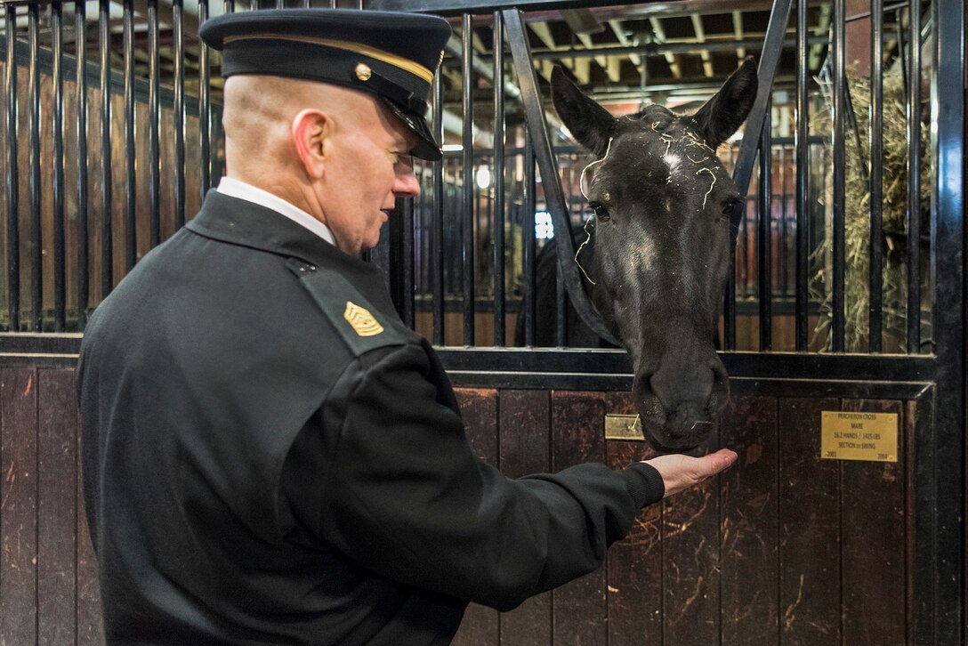 The senior enlisted advisor to the chairman  of the Joint Chiefs of Staff feeds a horse.