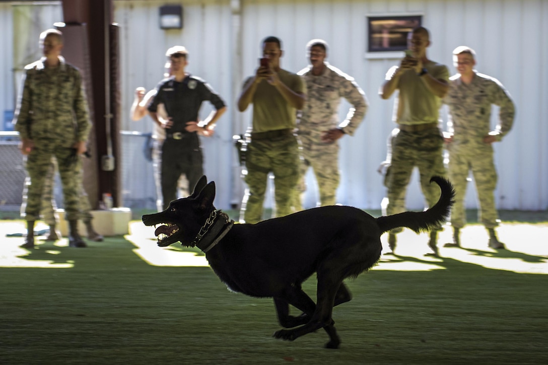 A dog with his mouth open and tongue curled inside runs as service members watch him.