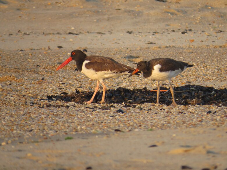 American Oystercatchers