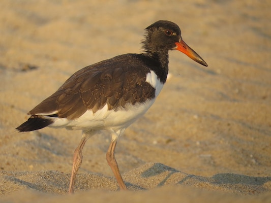 American Oystercatchers