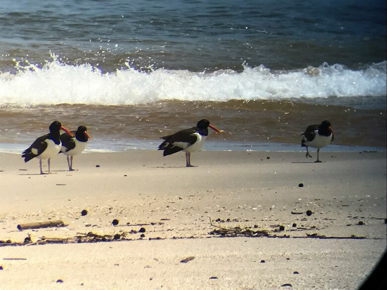 American Oystercatchers