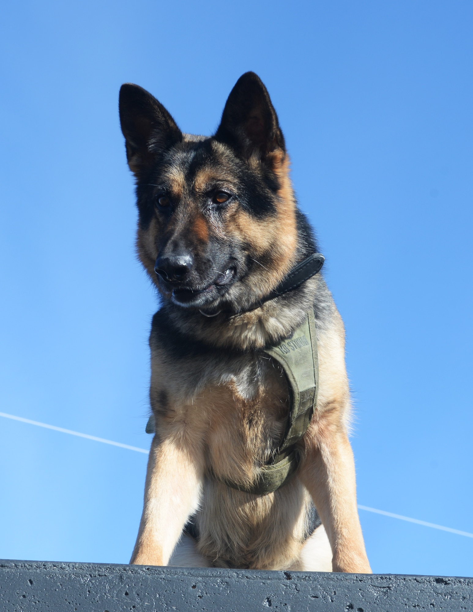 Mink, a Military Working Dog assigned to the 28th Security Forces Squadron, stands on top of an obstacle at Ellsworth Air Force Base, S.D., Oct. 31, 2017. The Veterinary Treatment Facility on base cares for MWDs such as Mink so they can remain able to carry out their part of the Air Force mission. (U.S. Air Force Photo by Airman 1st Class Thomas Karol)
