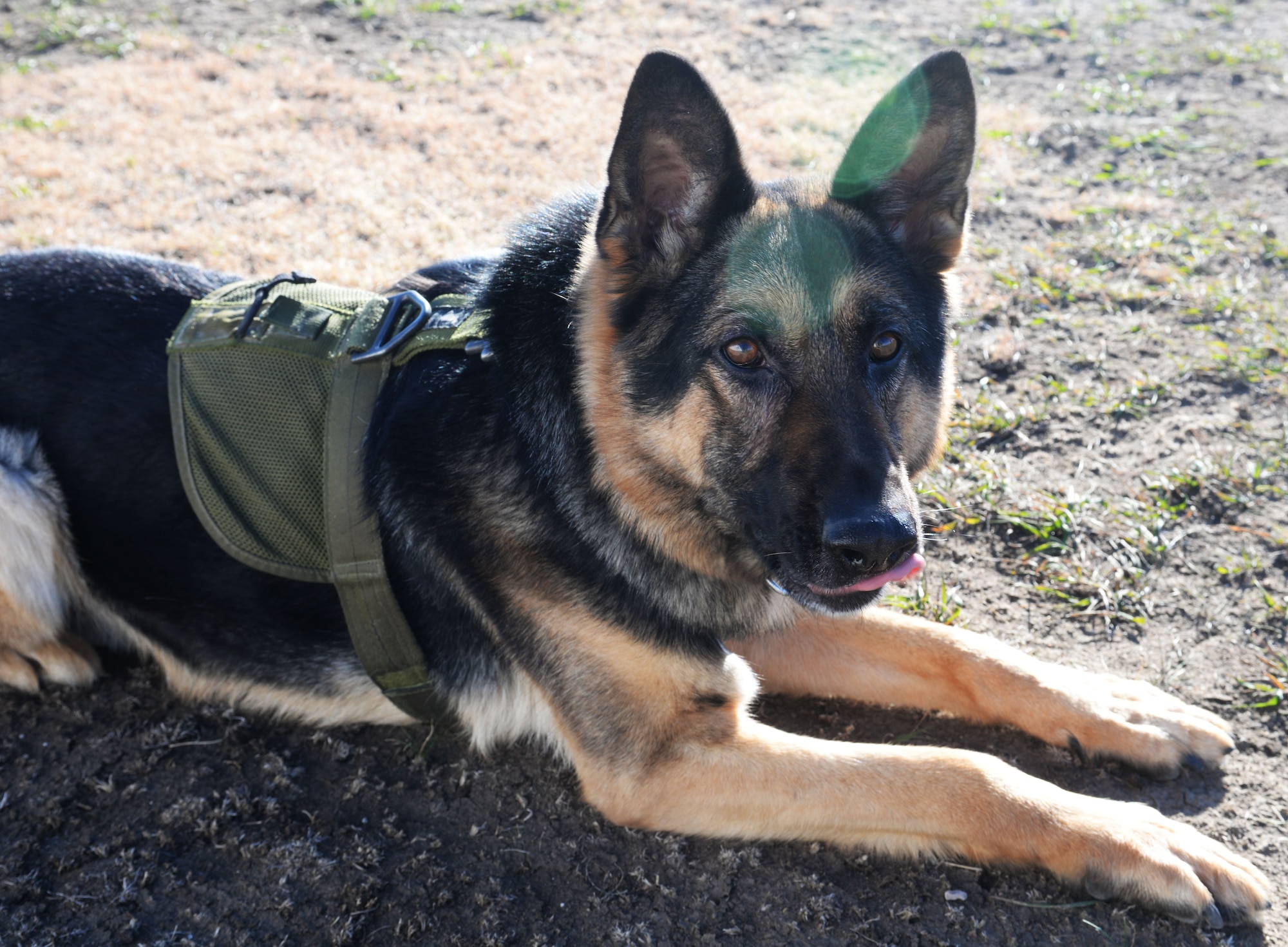 Mink, a Military Working Dog assigned to the 28th Security Forces Squadron, lays down on command at Ellsworth Air Force Base, S.D., Oct. 31, 2017. Treatment for MWDs such as Mink are the primary responsibility of the Veterinary Treatment Facility on base to make certain they are healthy and fit for service. (U.S. Air Force Photo by Airman 1st Class Thomas Karol)