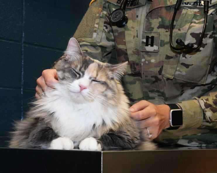 Daisy, a cat belonging to Tech. Sgt. Todd Livingston, an electrical power production technician assigned to the 28th Civil Engineer Squadron, gets a checkup by Army Capt. Casey Barwell, the officer in charge of the Ellsworth Veterinary Clinic, at Ellsworth Air Force Base, S.D., Oct. 27, 2017. The Ellsworth Veterinary Treatment Facility’s main priority is to care for Military Working Dogs so they can be ready for deployments, however, they do care for privately owned pets on occasion. (U.S. Air Force Photo by Airman 1st Class Thomas Karol)