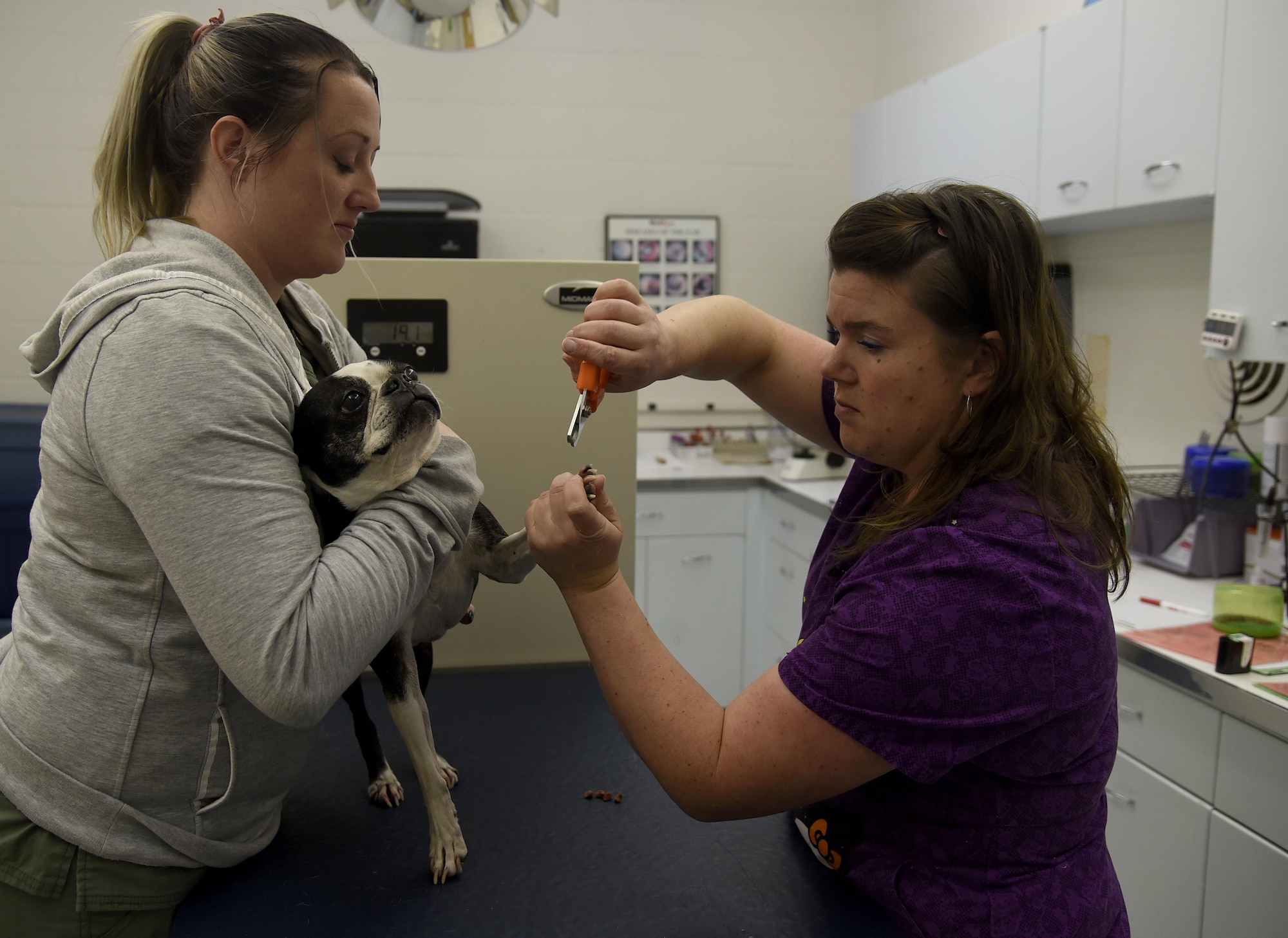 Vet clipping a dog's toenails