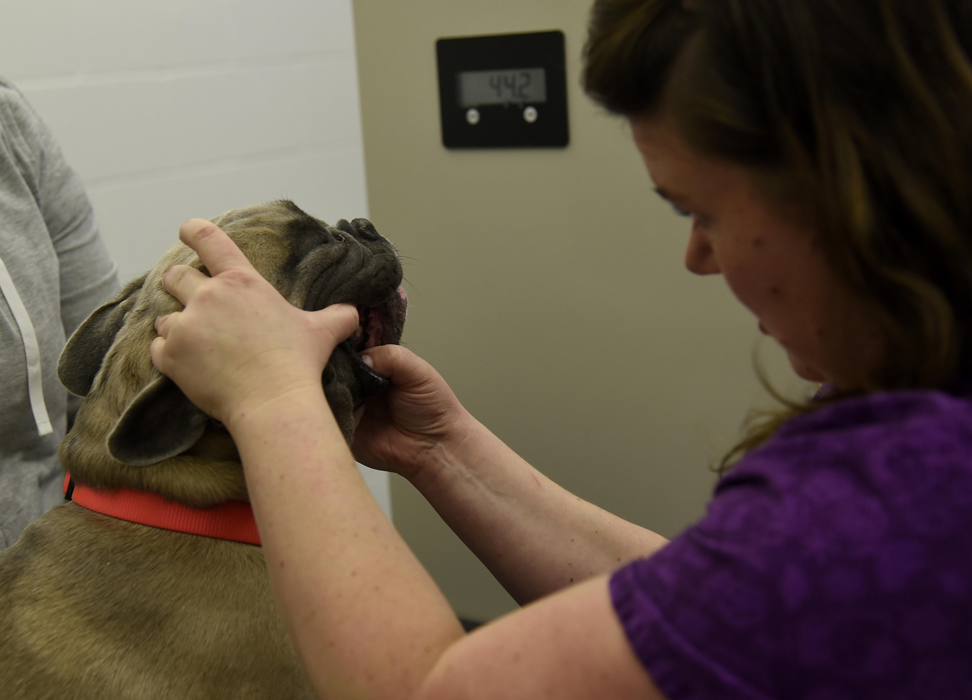 A vet checks a dog's teeth