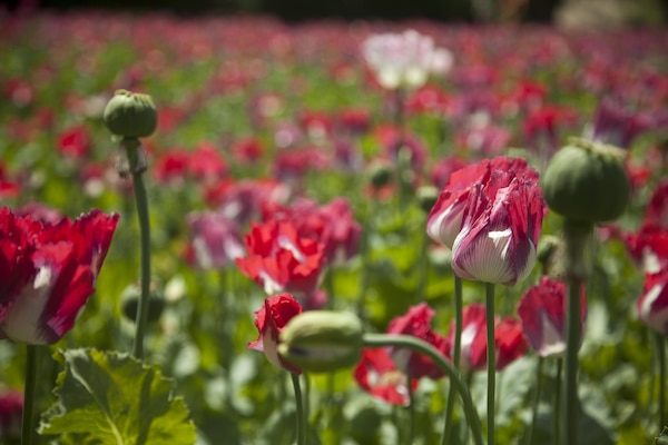 A poppy field in Helmand province, Afghanistan, April 3, 2013. (U.S. Marine Corps photo by Sgt. Pete Thibodeau/Released)