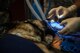 U.S. Air Force Lt. Col. Brent Waldman, the medical operations flight commander assigned to the 386th Expeditionary Medical Group, performs a root canal procedure on a military working dog at an undisclosed location in Southwest Asia, Aug. 30, 2017. Waldman, an Air Force dentist, worked with the Army's veterinary clinic to provide the medical treatment to the military working dog. (U.S. Air Force photo by Tech. Sgt. Jonathan Hehnly)