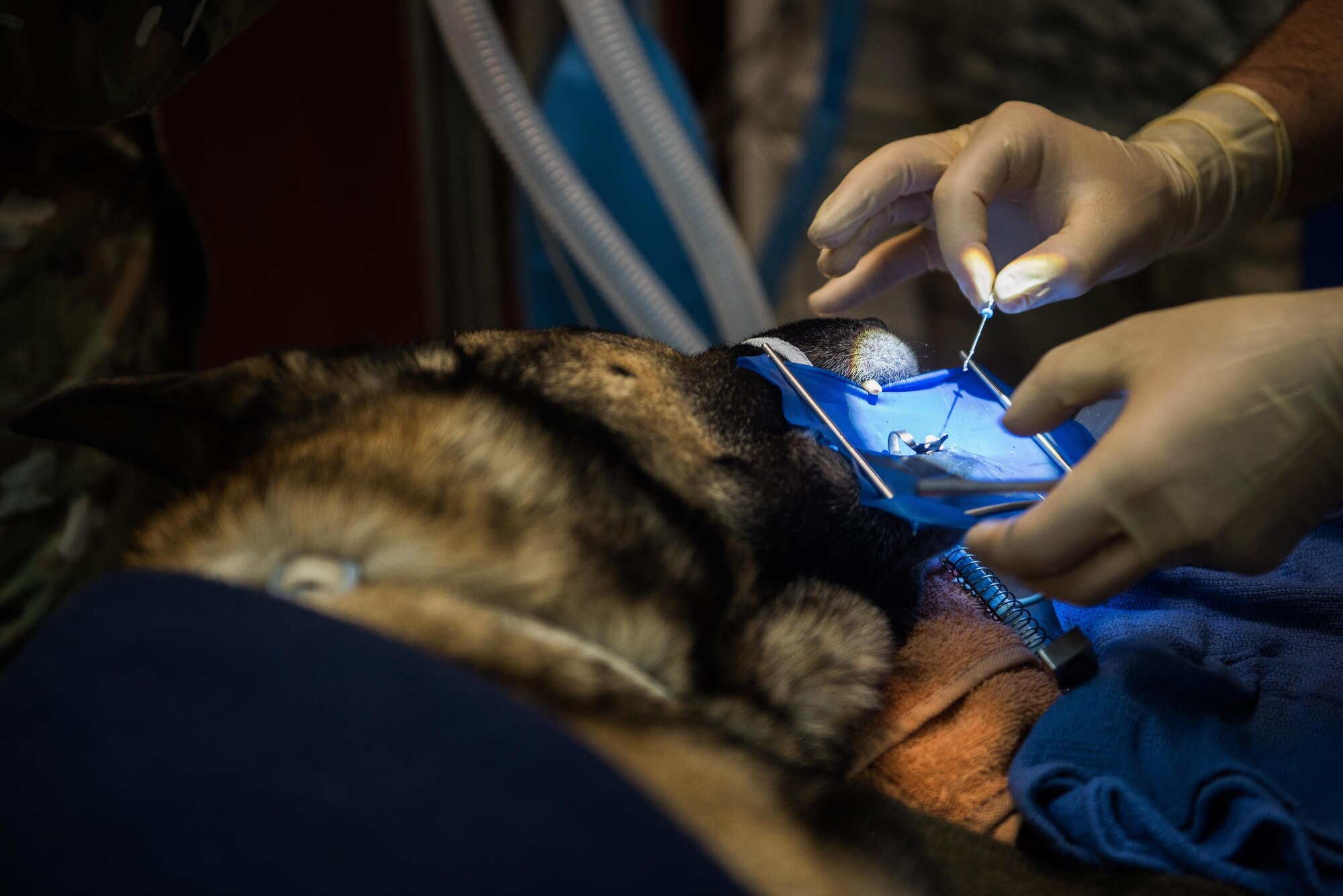 Arthur, a military working dog, receives a root canal from U.S. Air Force Lt. Col. Brent Waldman, assigned to the 386th Expeditionary Medical Group, at an undisclosed location in Southwest Asia, Aug. 30, 2017. Air Force dentists, like Waldman, support Army veterinarians to help military working dogs maintain their readiness. (U.S. Air Force photo by Tech Sgt. Jonathan Hehnly)