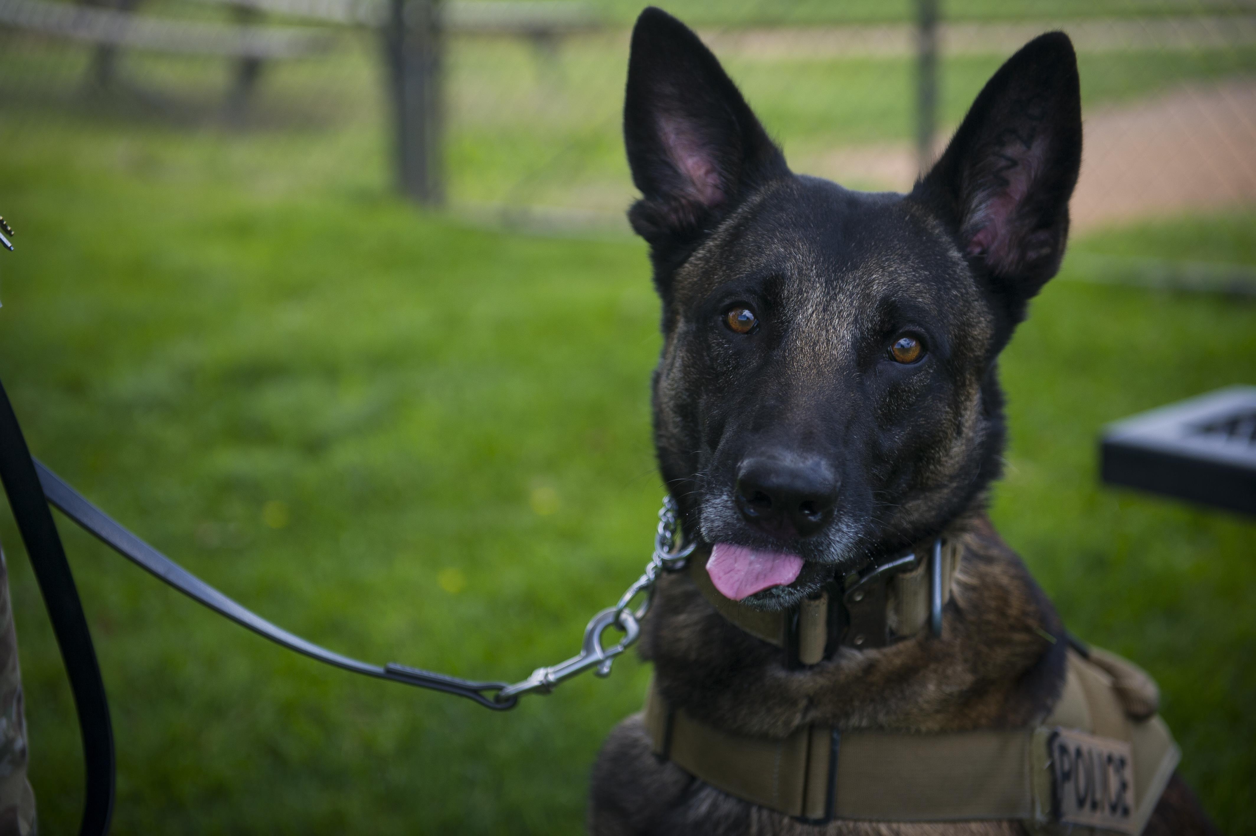 Military K9 unit capabilities by respect > Air Force Special