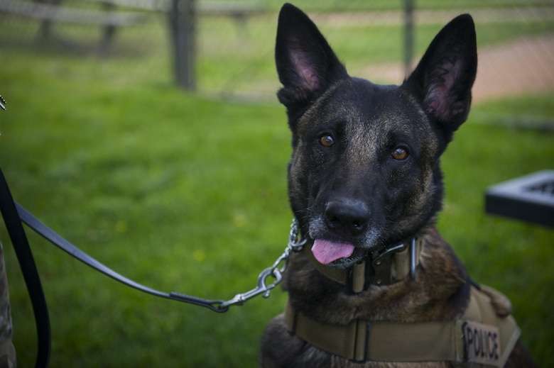 Military K9 unit capabilities by respect > Cannon Air Force