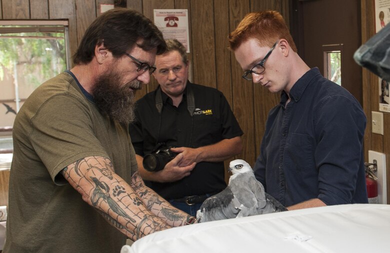 Joel Sartore, a photographer for National Geographic, watches as Bret Stedman and Kyle Cox, from the California Raptor Center, University of California, Davis prepare a white-tailed kite for a photo session as part of the Photo Ark, Aug. 17, 2017, CRC.  Satore is founder of the Photo Ark Project, a groundbreaking effort to document species before they disappear. (U.S. Air Force photo by Heide Couch)