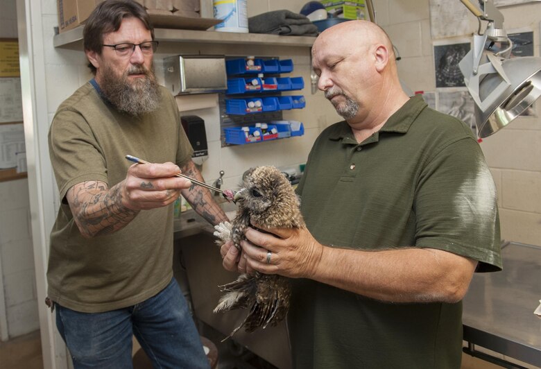 Retired Master Sgt. Randy Couch holds a juvenile Northern Spotted Owl while Bret Stedman, California Raptor Center manager, offers it food, Aug. 17, 2017, at the CRC, University of California, Davis. The CRC is an educational and research facility dedicated to the rehabilitation of injured and orphaned birds of prey. (U.S. Air Force photo by Heide Couch)