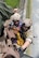 Staff Sgt. Justin Bender, 374th Operations Support Squadron survival, evasion, resistance and escape specialist, secures a simulated isolated person on a hoist as they are lifted into a UH-1N helicopter at Odawara City, Japan, Sept. 1, 2017, during the 2017 Big Rescue Kanagawa Disaster Prevention Drill. Airmen of the 459 AS demonstrated their rescue capabilities among local participants during the Big Rescue Kanagawa for the first time. (U.S. Air Force photo by Yasuo Osakabe)