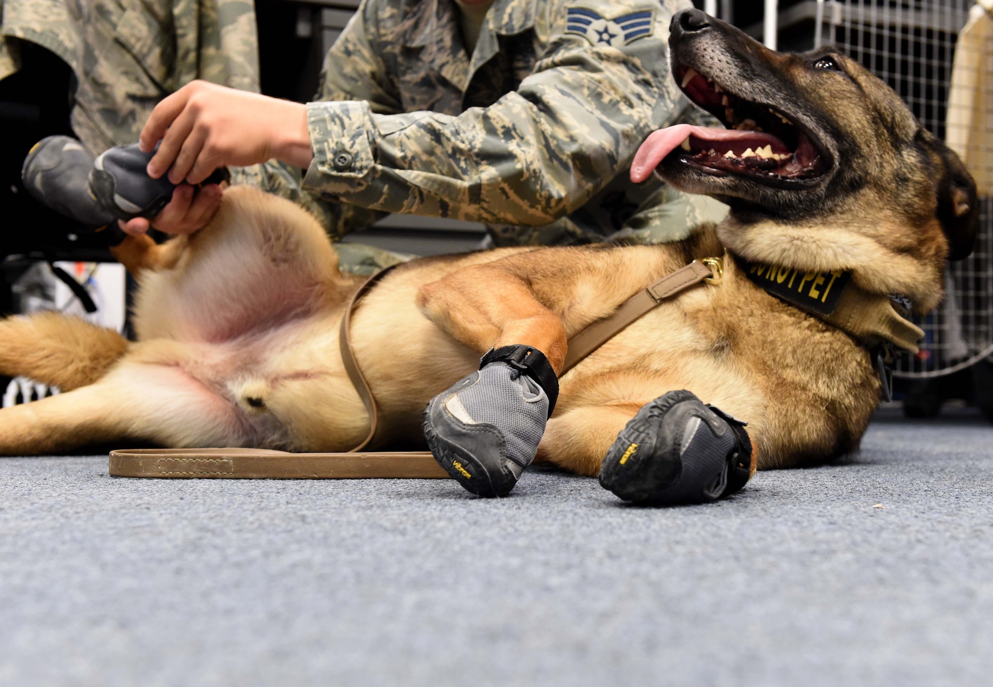 Jimy 799th Security Forces Squadron, Military working dog, get dog booties placed on his paws on Sept 1, 2017 at Creech Air Force Base, Nev.  The 799th SFS dog handlers use these booties during inclement weather conditions and harsh terrain to protect the dog’s paws. (U.S. Air Force photo by Airman 1st Class Adarius Petty)