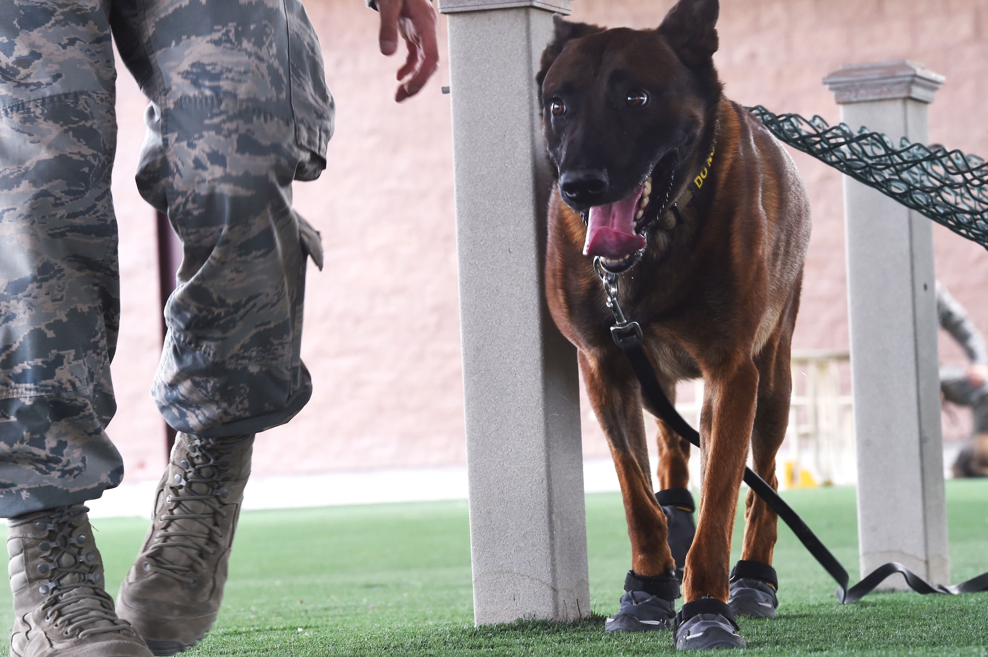 SSamuel 799th Security Forces Squadron, military working dog, goes through search procedures on Sept 1, 2017 at Creech Air Force Base, Nev. The dogs wear these booties for protect from rough terrain and inclement weather conditions. (U.S. Air Force photo by Airman 1st Class Adarius Petty)