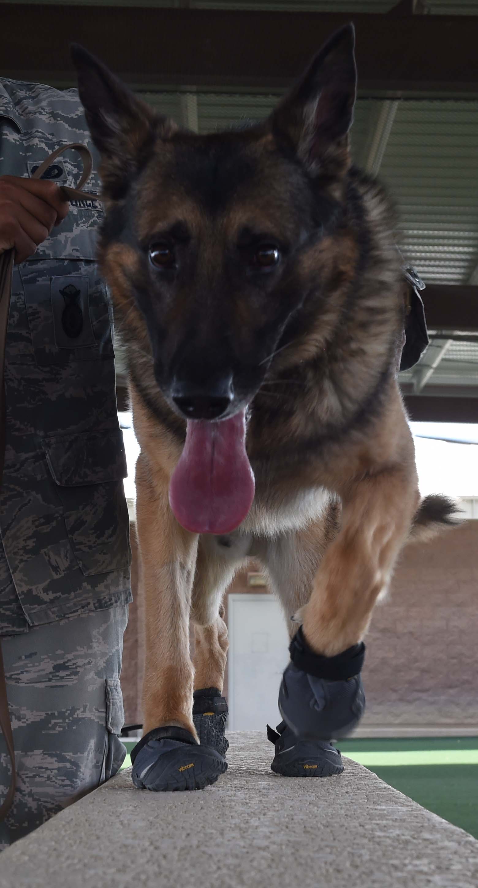 Military working dogs get booties \u003e Air 