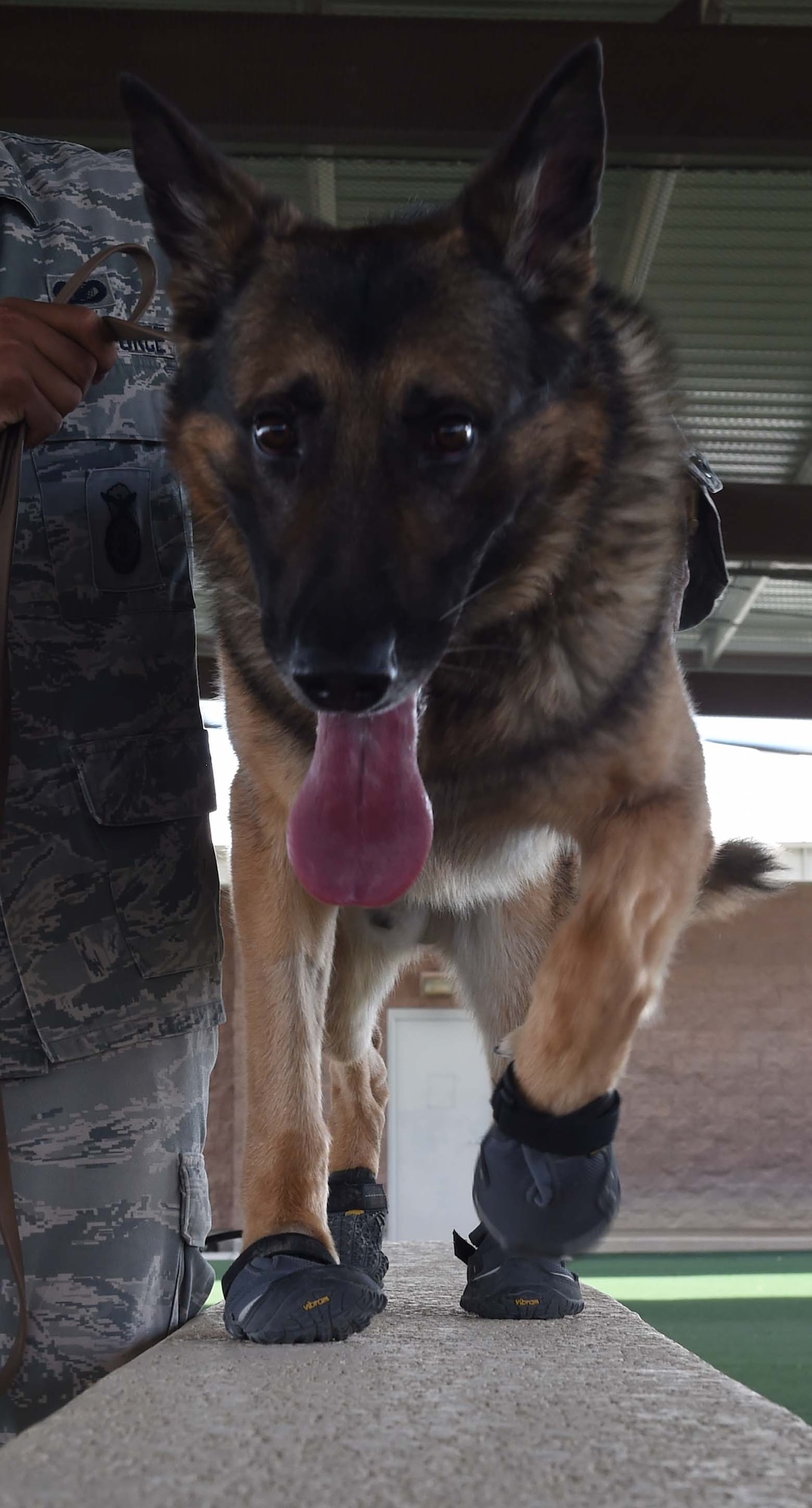 SSamuel 799th Security Forces Squadron, military working dog, goes through search procedures on Sept 1, 2017 at Creech Air Force Base, Nev. The dogs wear these booties for protect from rough terrain and inclement weather conditions. (U.S. Air Force photo by Airman 1st Class Adarius Petty)