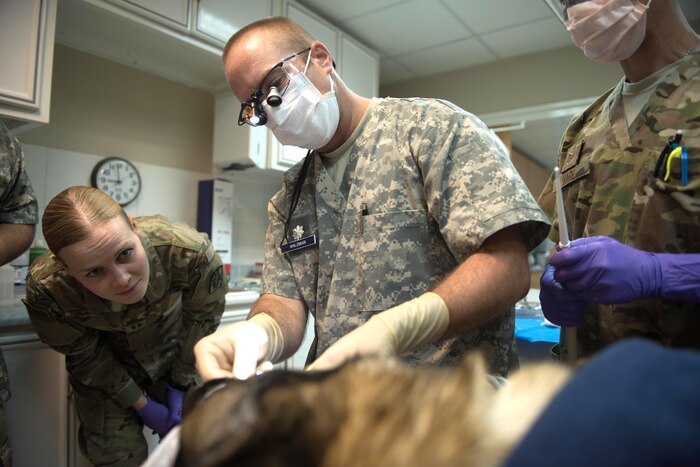 Military doctors work on a dog's teeth while its laying on a table.