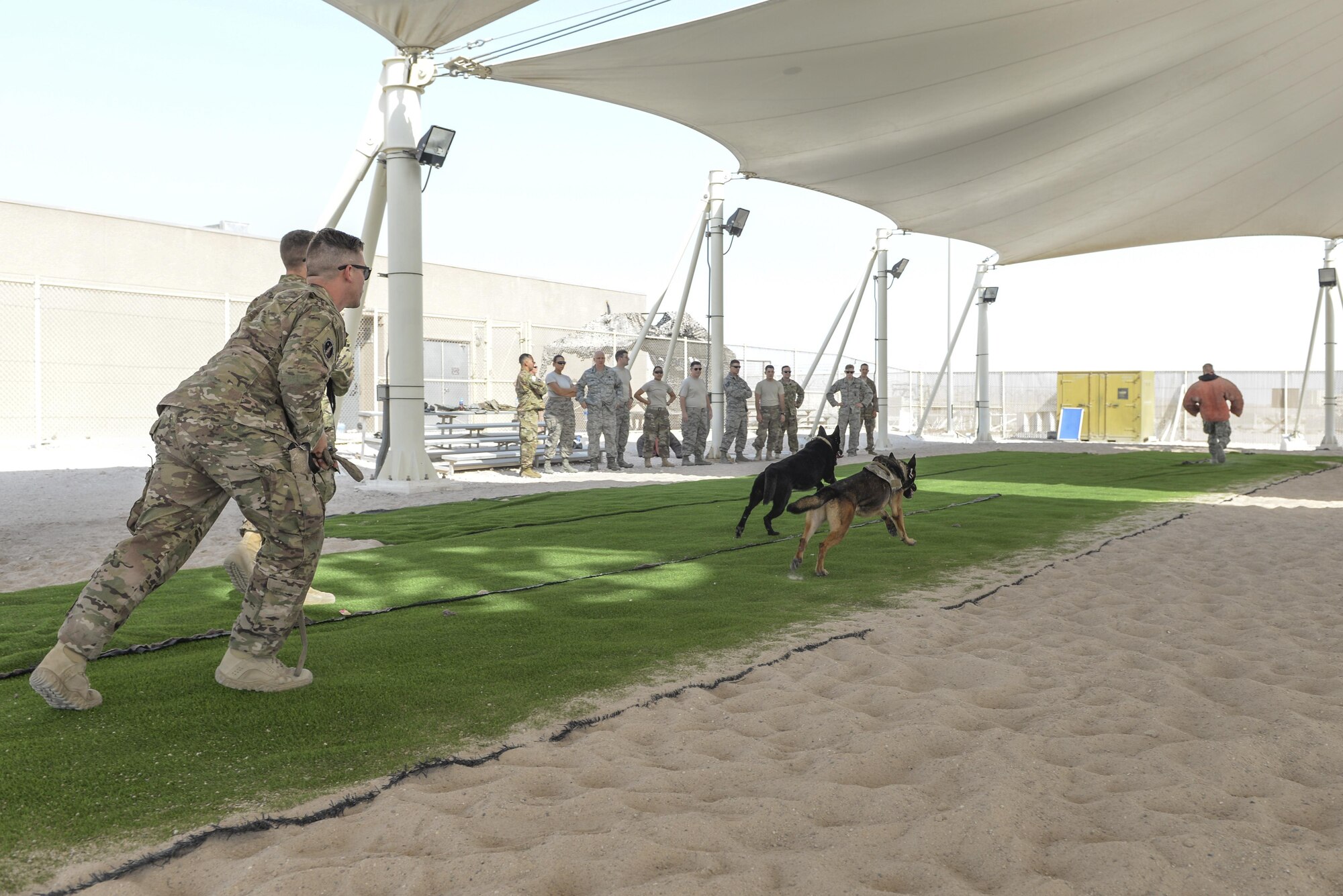 U.S. Air Force military working dog handlers assigned to the 379th Expeditionary Security Forces Squadron, release two military working dogs after a “suspect” as members of the 379th Expeditionary Medical Group look on during a K-9 demonstration exercise at Al Udeid Air Base, Qatar, Aug. 17, 2017.