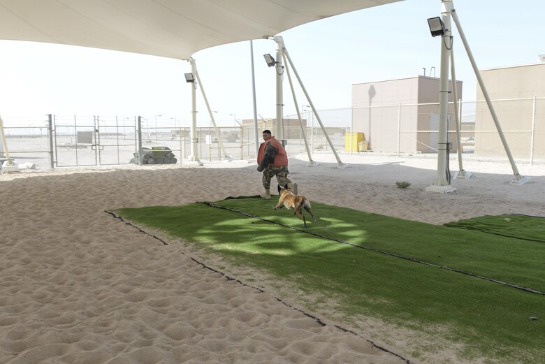 U.S. Air Force Staff Sgt. Matthew Ratchford, military working dog handler assigned to the 379th Expeditionary Security Forces Squadron, looks back at a military working dog, Mmaura, as Ratchford plays the part of a suspect fleeing the scene during a K-9 demonstration exercise at Al Udeid Air Base, Qatar, Aug. 17, 2017.