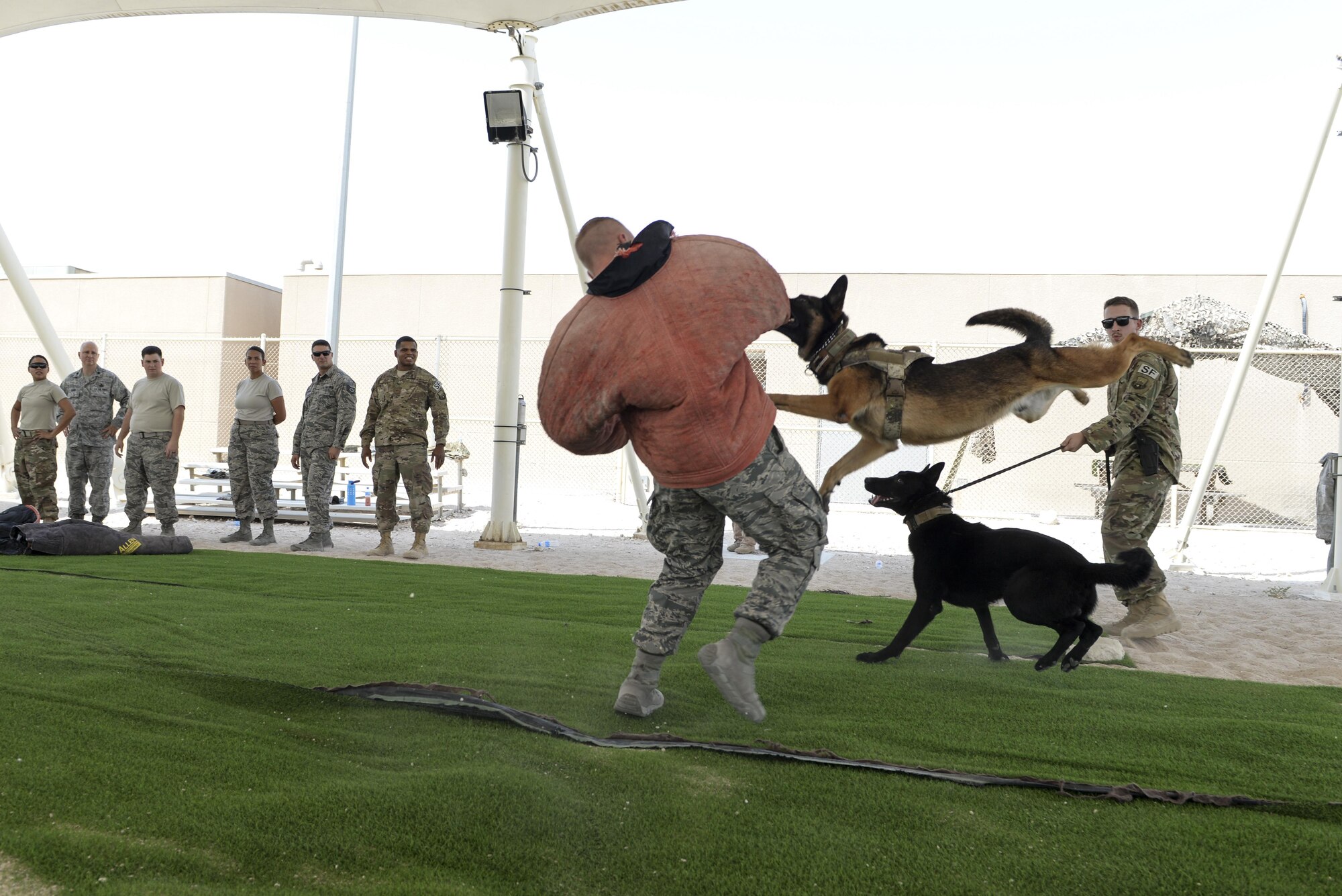U.S. Air Force Senior Airman Louis Hurbis, military working dog handler assigned to the 379th Expeditionary Security Forces Squadron, spins as military working dog, Hugo, hangs on tight during a K-9 demonstration exercise at Al Udeid Air Base, Qatar, Aug. 17, 2017.