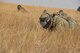 Capt. Joel Bischoff, 341st Security Forces Squadron operations officer, crawls through a field with his team during the annual Aces Cop Combat Challenge Sept. 8, 2017, at Malmstrom Air Force Base, Mont. Teams had to blindly crawl through a field to find an ammo can and verbally guide the rest of the team once it was found my one Airman. (U.S. Air Force photo/Airman 1st Class Daniel Brosam)