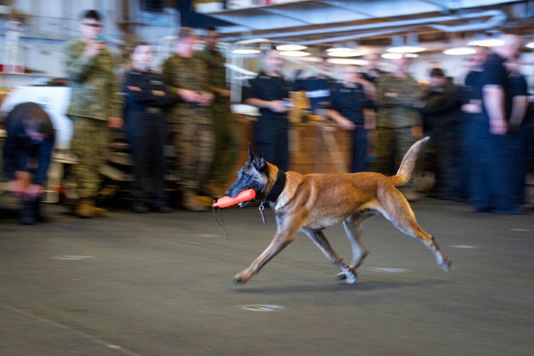 A military working dog demonstrates controlled obedience.