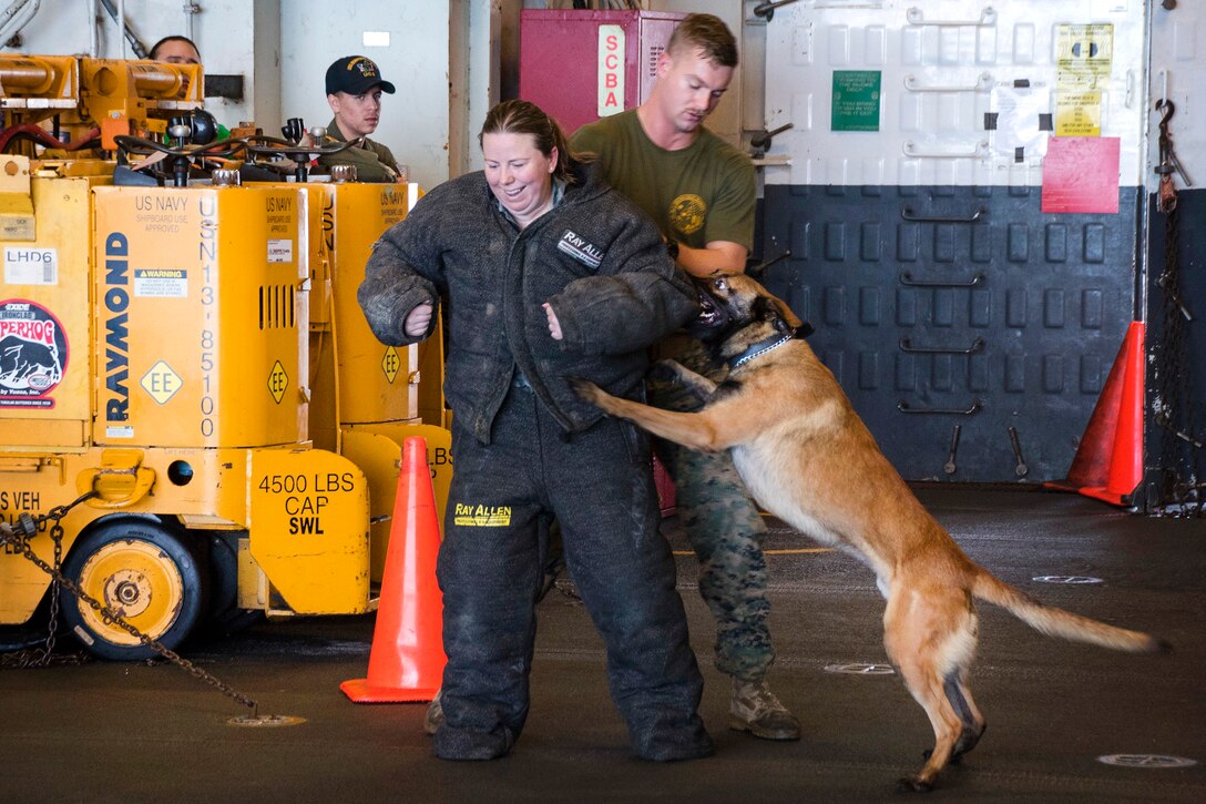 A military working dog performs an attack bite during a demonstration.