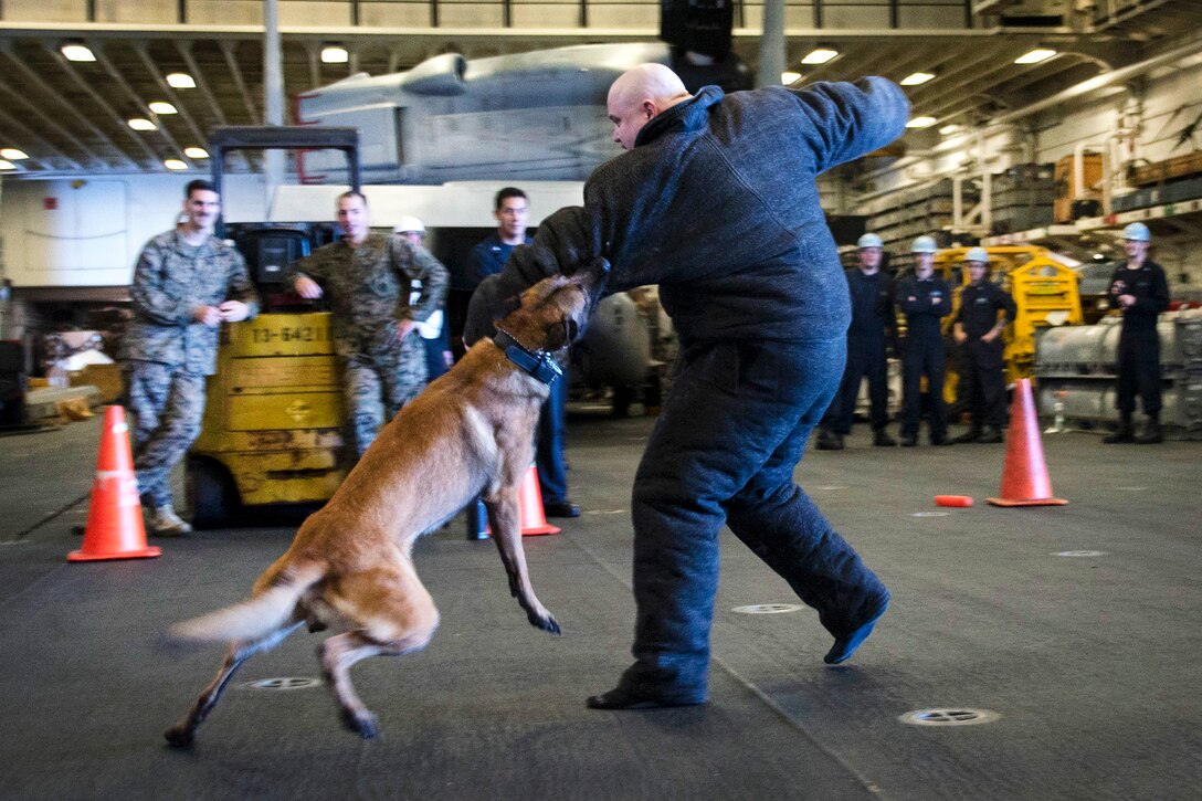 A military working dog performs a controlled aggression technique.