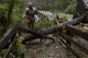 Senior Airman Justin Benito, 23rd Civil Engineer Squadron heavy equipment operator, uses a chainsaw to cut a fallen tree’s trunk, Sept. 11, 2017, at Moody Air Force Base, Ga. Moody’s ride-out team consisted of approximately 80 Airmen who were tasked with immediately responding to mission-inhibiting damage caused by Hurricane Irma. (U.S. Air Force photo by Airman 1st Class Daniel Snider)