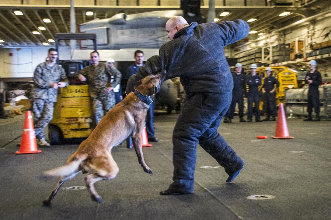 A military working dog lunges at the arm of a sailor during training.