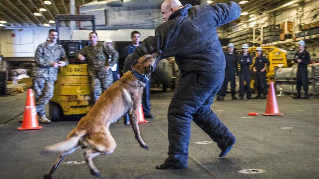 A military working dog lunges at the arm of a sailor during training.