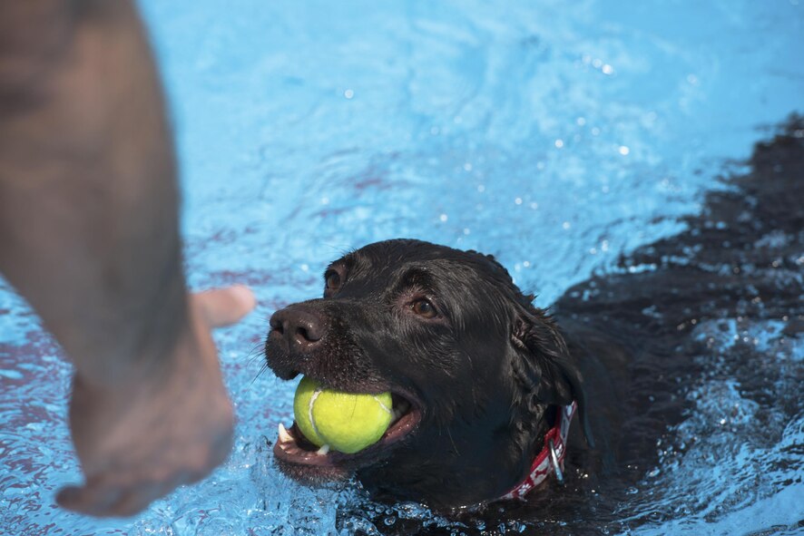 A dog plays fetch with owner in the pool during the Dog Days of Summer event at Yokota Air Base, Japan, Sept. 9, 2017.