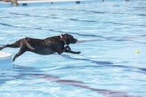 A dog jumps into the pool during the Dog Days of Summer event at Yokota Air Base,Japan, Sept. 9, 2017.