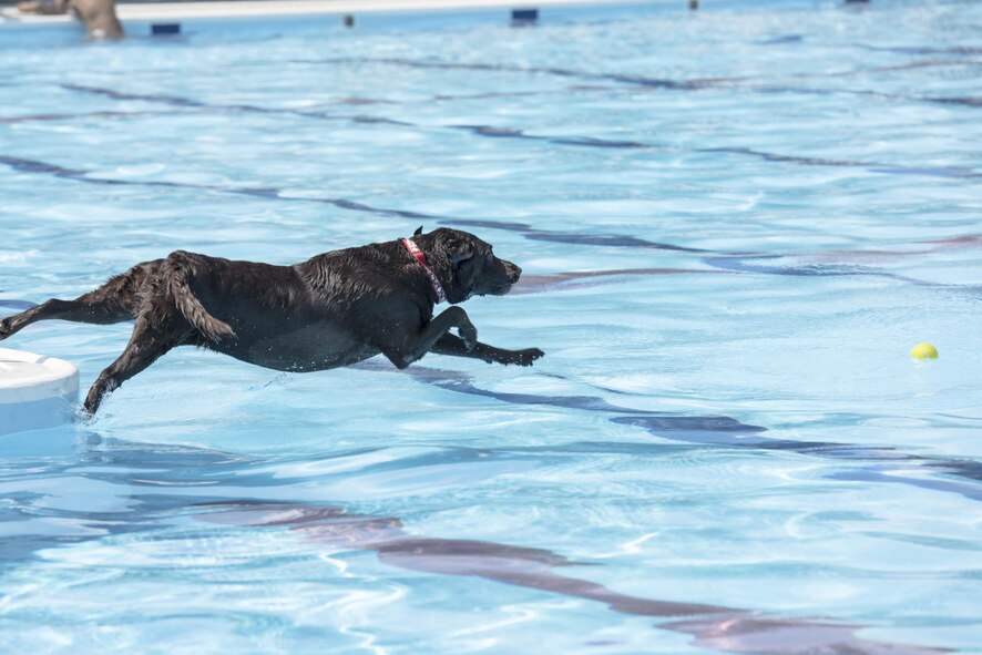 A dog jumps into the pool during the Dog Days of Summer event at Yokota Air Base,Japan, Sept. 9, 2017.