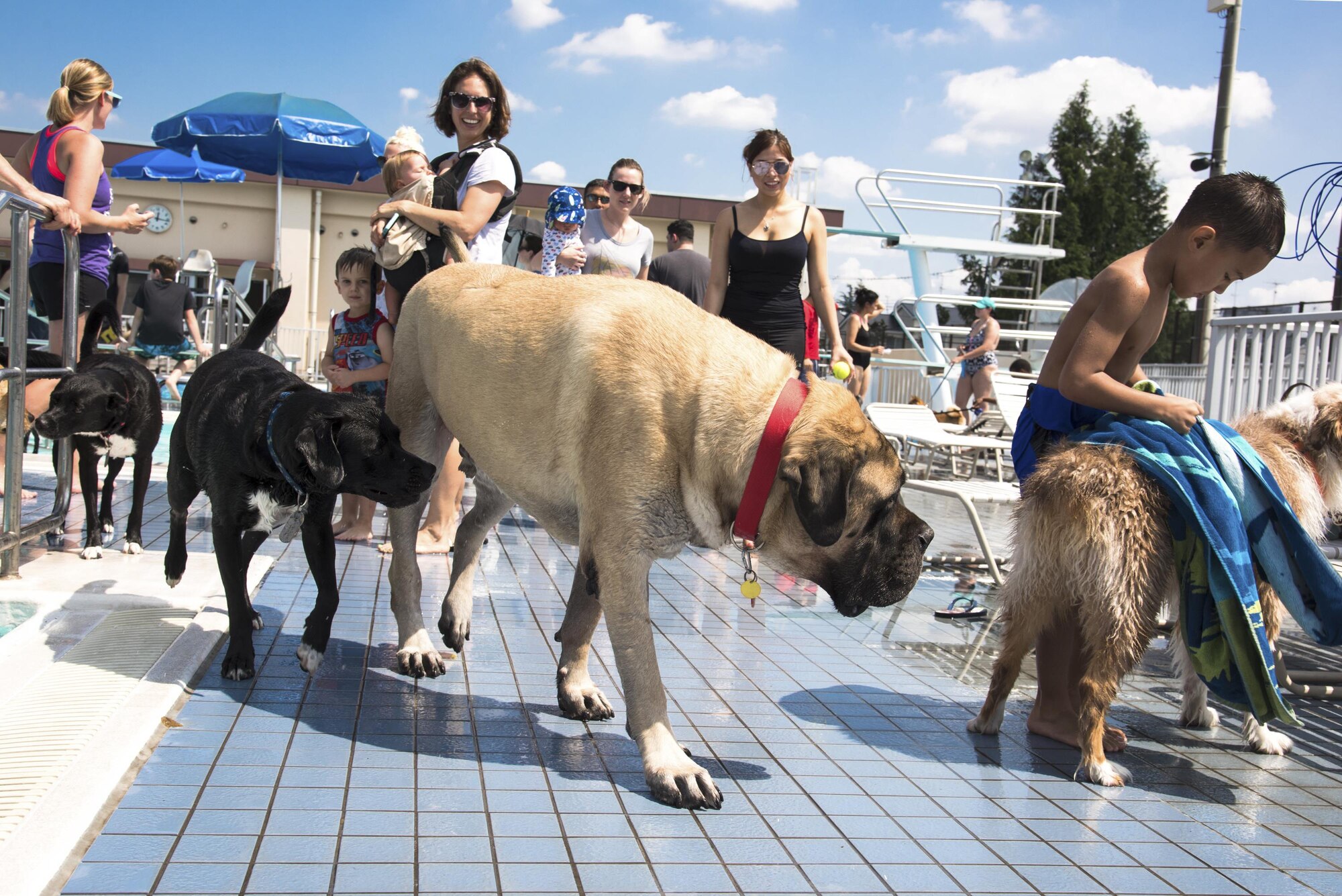 Dogs walk around the pool and mingle with other dogs during the Dog Days of Summer event at Yokota Air Base, Japan, Sept. 9, 2017.