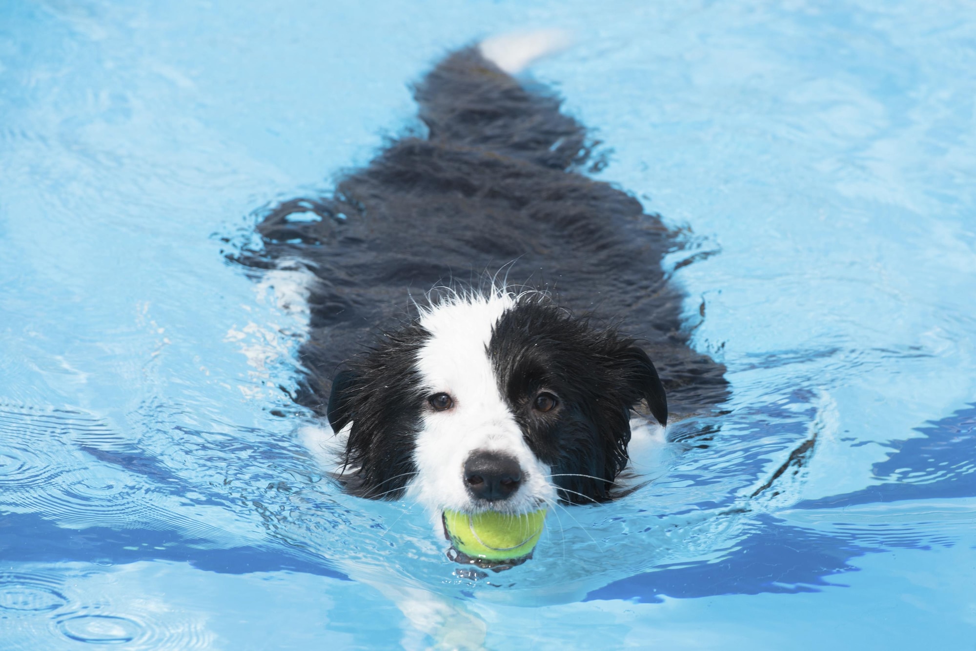 A dog plays fetch with owner in the pool during the Dog Days of Summer event at Yokota Air Base, Japan, Sept. 9, 2017.