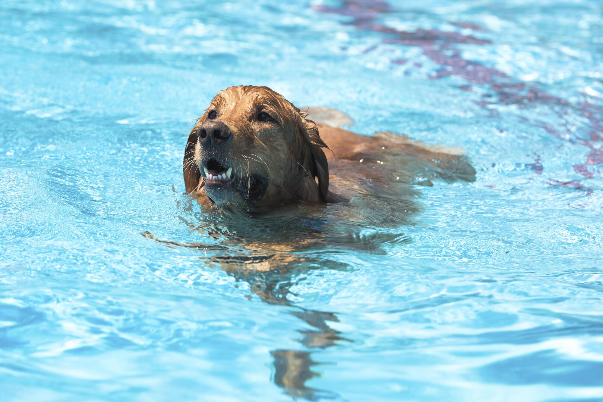 A dog swims in the pool during the Dog Days of Summer event at Yokota Air Base, Japan, Sept. 9, 2017.