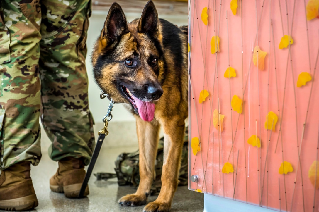 A military working dog, and its handler take a break after participating in a full-scale mass casualty exercise.