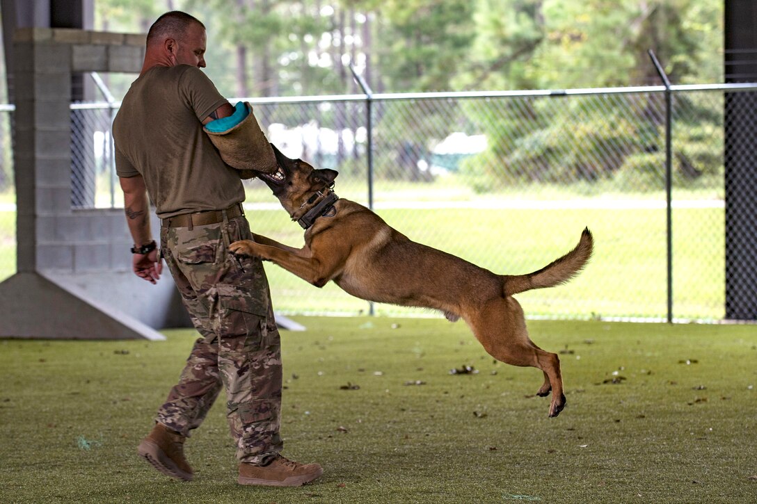 An airman leans back while a dog bites the protective covering on his arm.