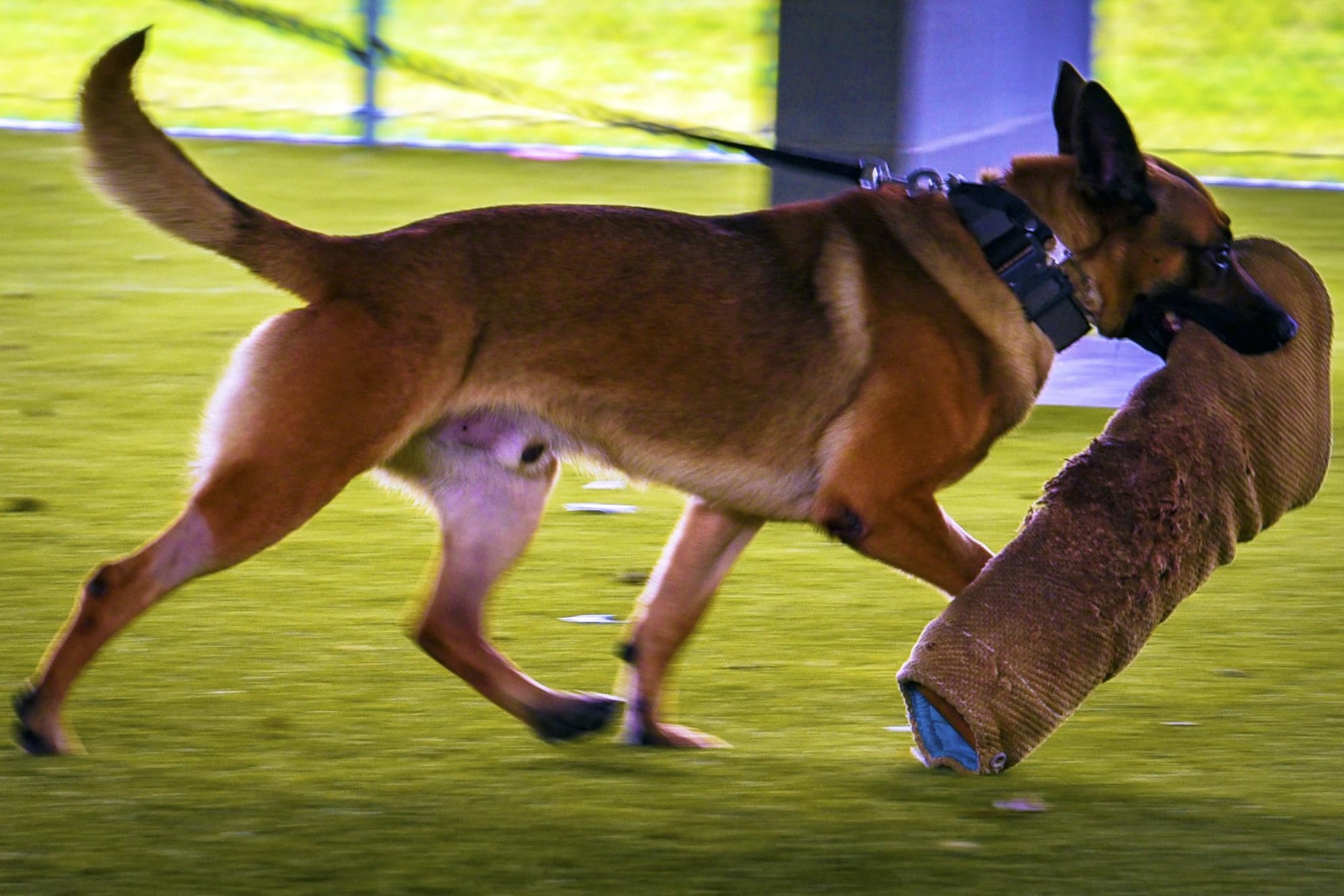 Military Working Dog, Jago bites a training tool during a demonstration at a provider collaboration, Sept. 15, 2017, at Moody Air Force Base, Ga. The 23d Medical Group held this to allow base and community providers an opportunity to meet face-to-face to better understand the Airmen they are taking care of and provide feedback to help both sides improve.  (U.S. Air Force photo by Airman Eugene Oliver)